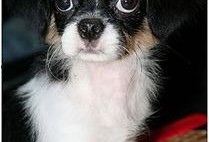 吃瓜娱乐酱小狗拍照,吃瓜娱乐酱与小狗的欢乐拍照时光