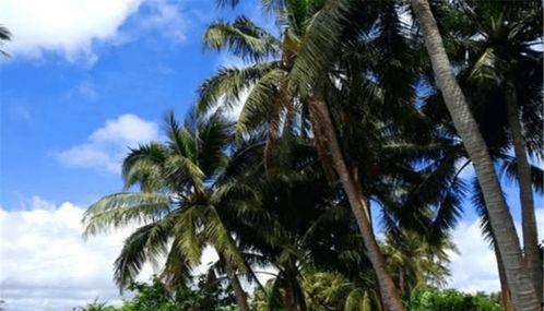 娱乐吃瓜酱椰树