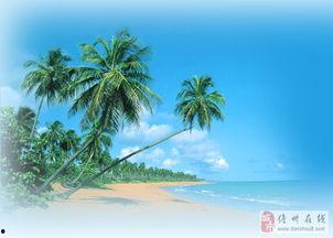 娱乐吃瓜酱椰树