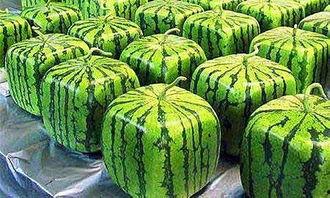 吃瓜集锦,盘点娱乐圈那些让人捧腹大笑的瞬间